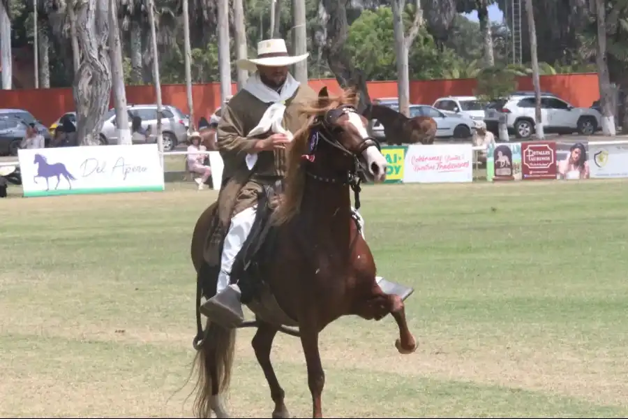 Imagen Concurso Nacional Oficial Del Caballo Peruano De Paso - Imagen 4