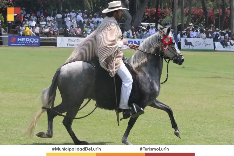 Imagen Concurso Nacional Oficial Del Caballo Peruano De Paso - Imagen 5