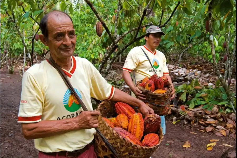 Imagen Festival Del Cacao - Imagen 3