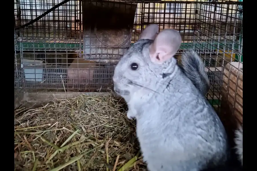 Imagen Criadero De Chinchillas - Imagen 3