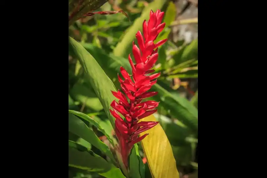 Imagen Jardín Etnobotánico Semilla Bendita - Imagen 11