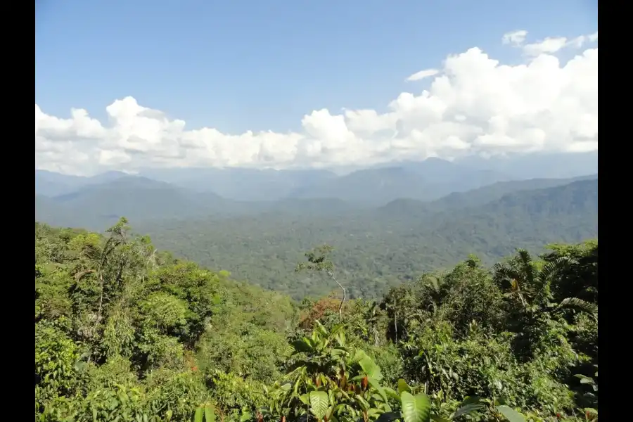 Imagen Parque Nacional Yanachaga Chemillén - Zona Paujil - Imagen 1