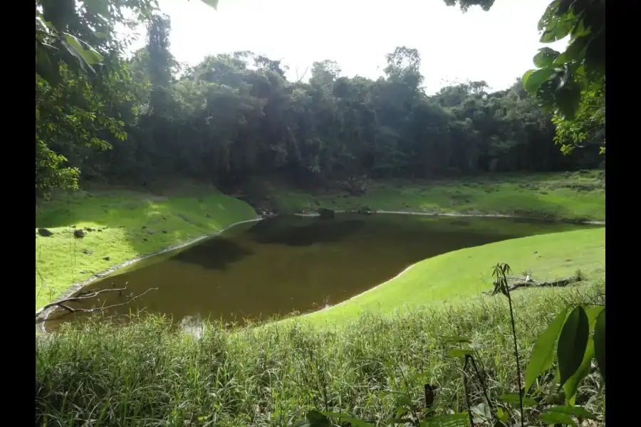 Imagen Parque Nacional Yanachaga Chemillén - Zona Paujil - Imagen 4