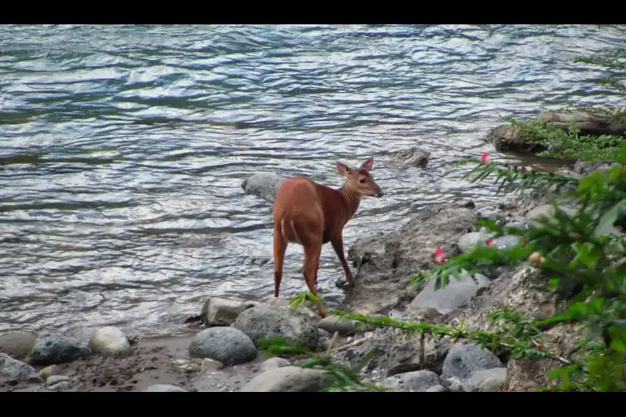 Imagen Parque Nacional Yanachaga Chemillén - Zona Paujil - Imagen 5