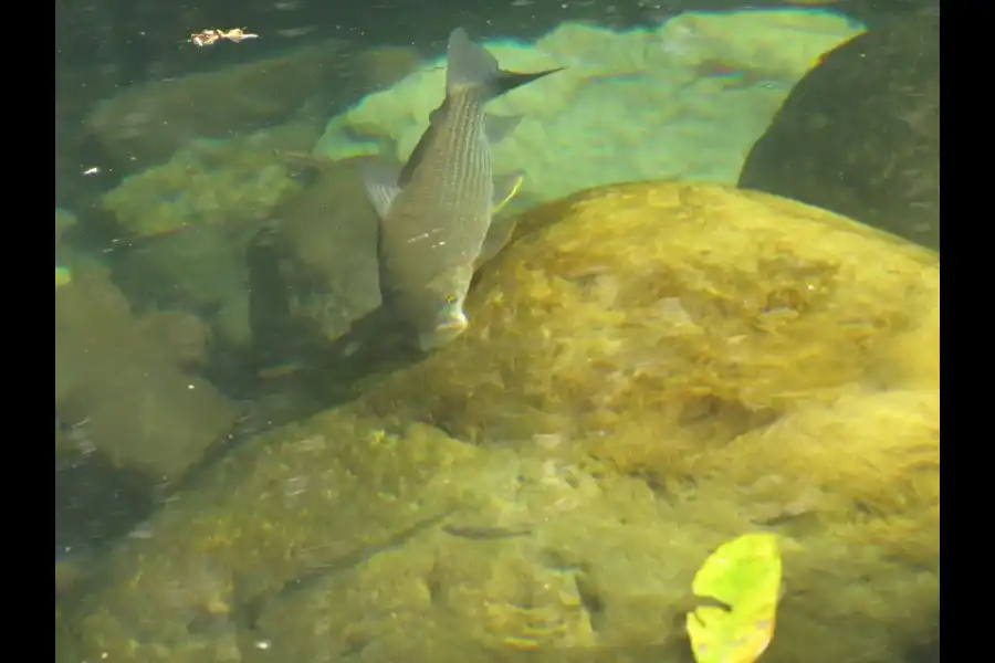 Imagen Parque Nacional Yanachaga Chemillén - Zona Paujil - Imagen 6