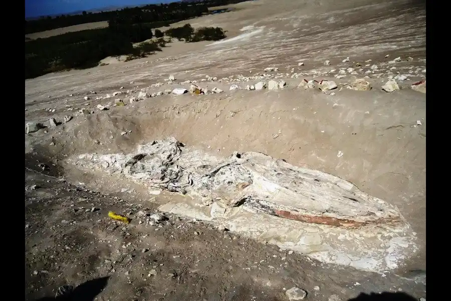 Imagen Cementerio Paleontológico De Ocucaje - Imagen 1