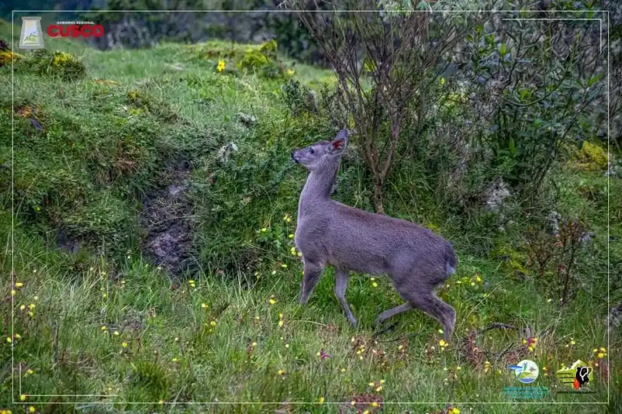 Imagen Área De Conservación Regional Choquequirao - Sector Mollepata - Imagen 4