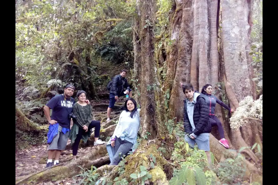 Imagen Parque Nacional Yanachaga Chemillén - Zona San Alberto - Imagen 4