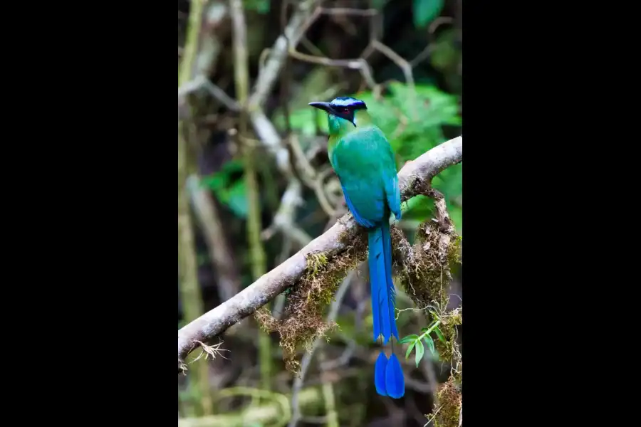 Imagen Parque Nacional Yanachaga Chemillén - Zona San Alberto - Imagen 5