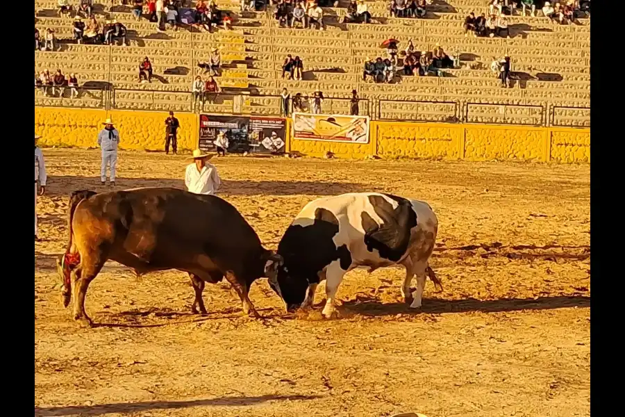 Imagen Pelea De Toros De Arequipa - Imagen 1