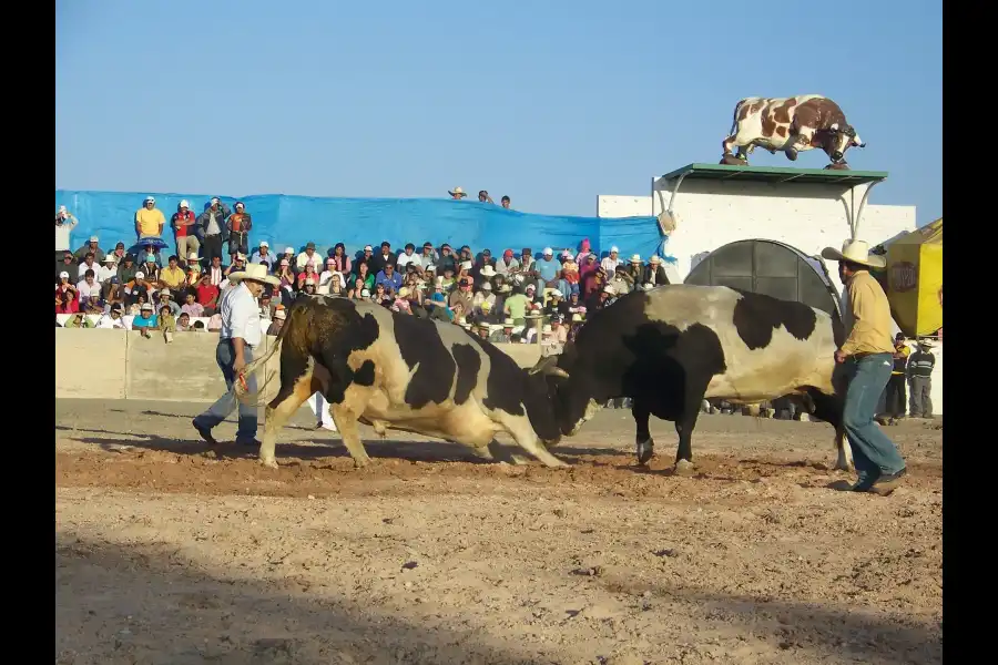 Imagen Pelea De Toros De Arequipa - Imagen 3