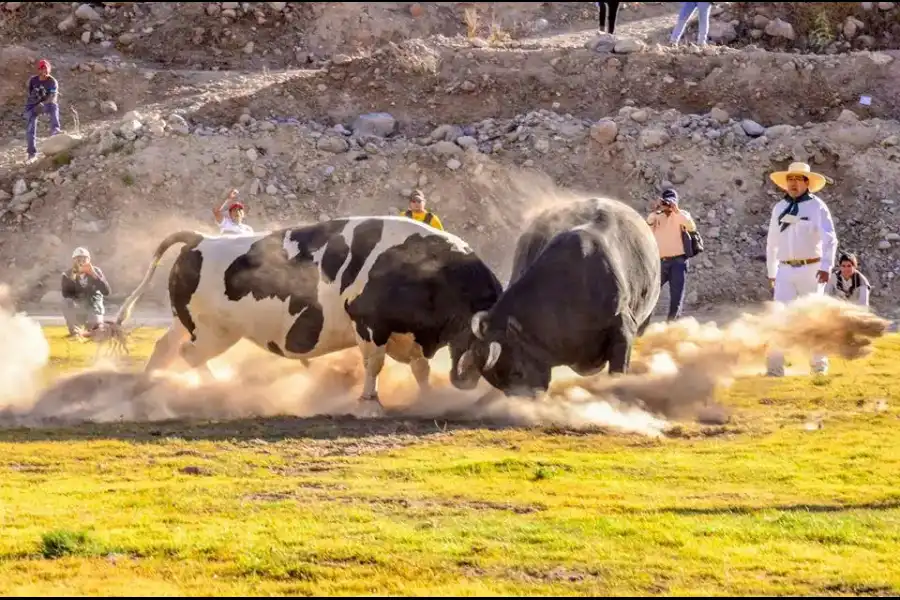 Imagen Pelea De Toros De Arequipa - Imagen 4