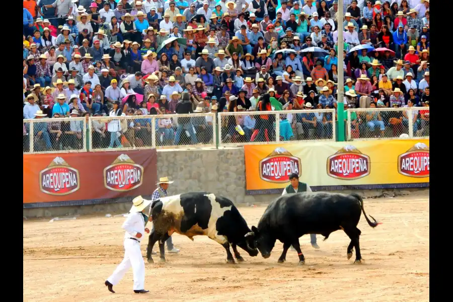 Imagen Pelea De Toros De Arequipa - Imagen 5