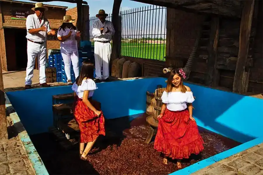 Imagen Festival Internacional De La Vendimia Iqueña - Imagen 5