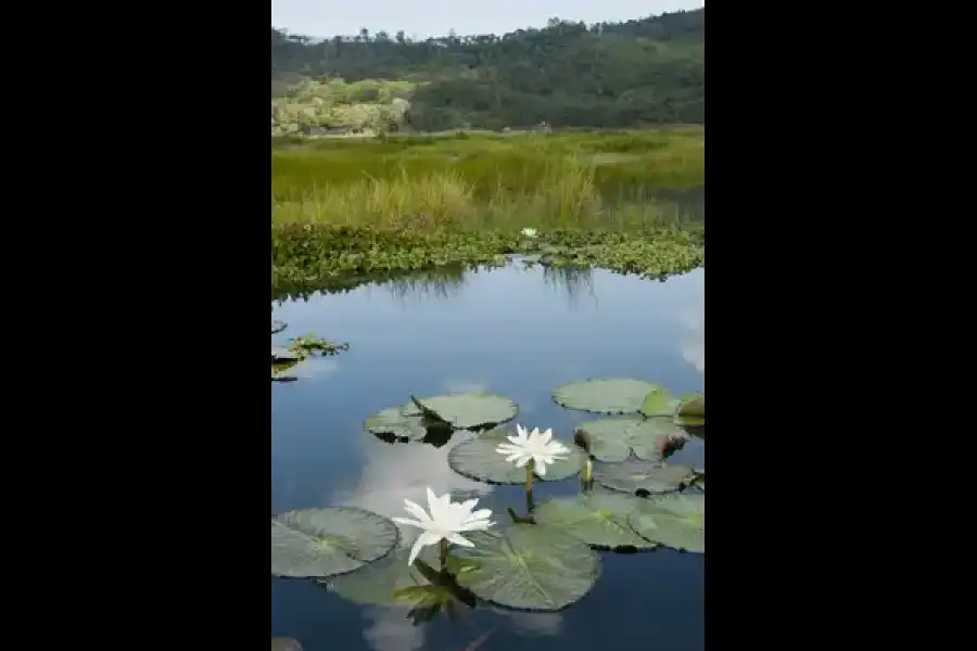 Imagen Área De Conservación Municipal Humedal Laguna El Oconal - Imagen 1