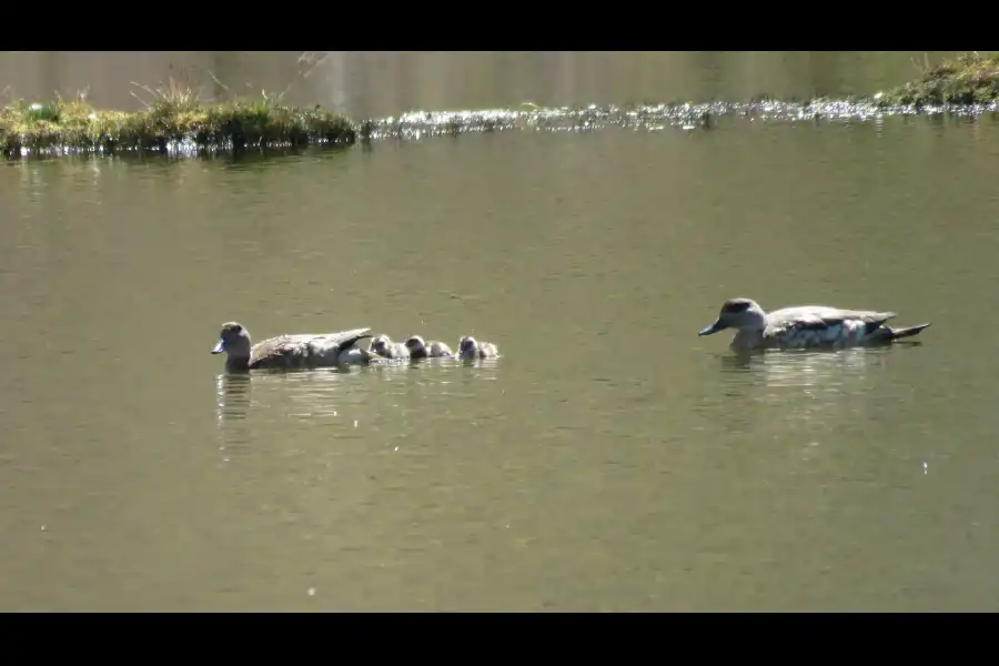 Imagen Laguna Yauriqocha - Imagen 6