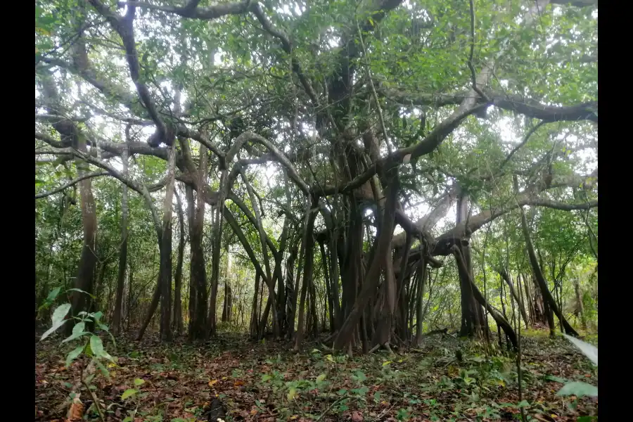 Imagen Área De Conservación Asoconprebiocha - Imagen 6