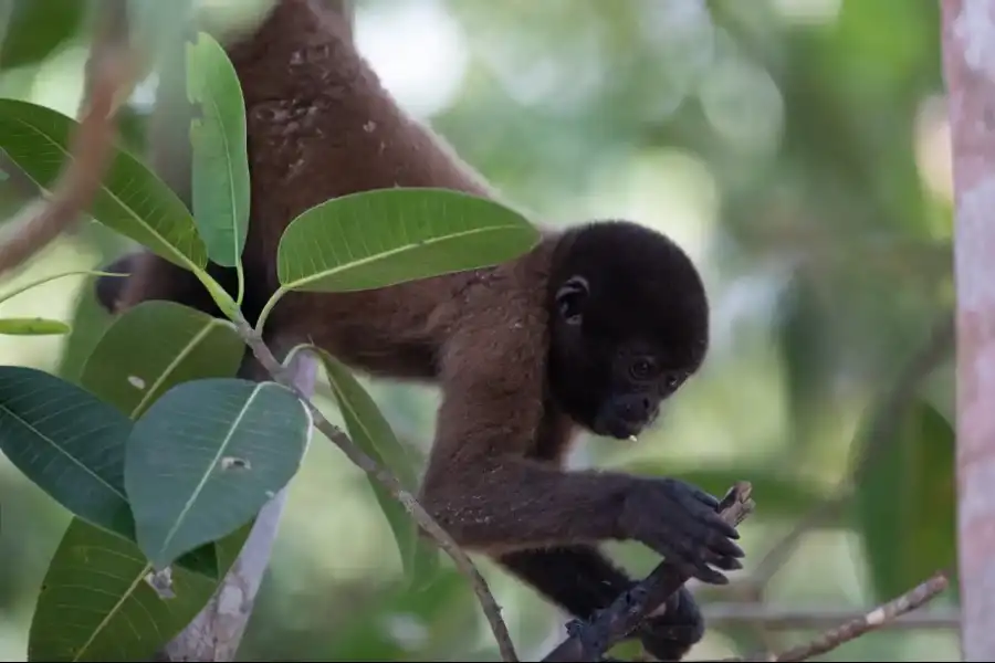 Imagen Área De Conservación Asoconprebiocha - Imagen 8