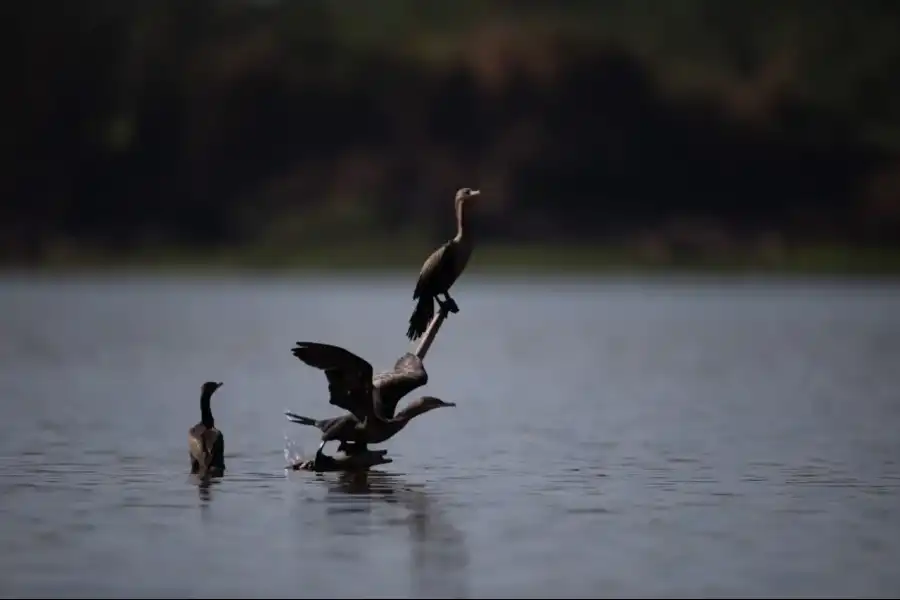 Imagen Área De Conservación Asoconprebiocha - Imagen 9