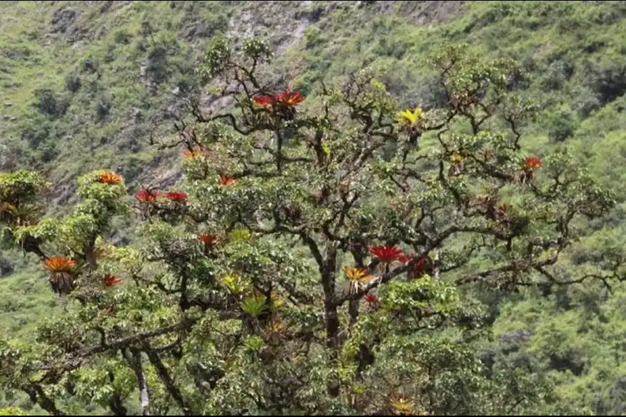 Imagen Reserva Natural De Orquideas Amaru - Imagen 1