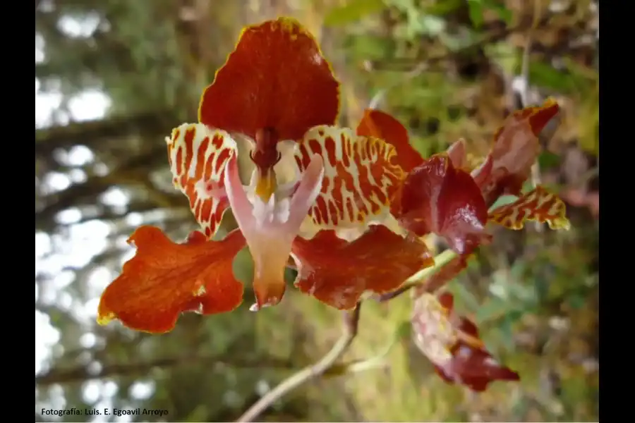 Imagen Reserva Natural De Orquideas Amaru - Imagen 4