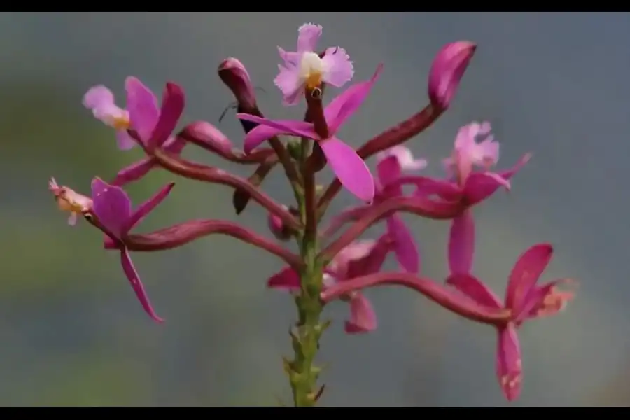 Imagen Reserva Natural De Orquideas Amaru - Imagen 8