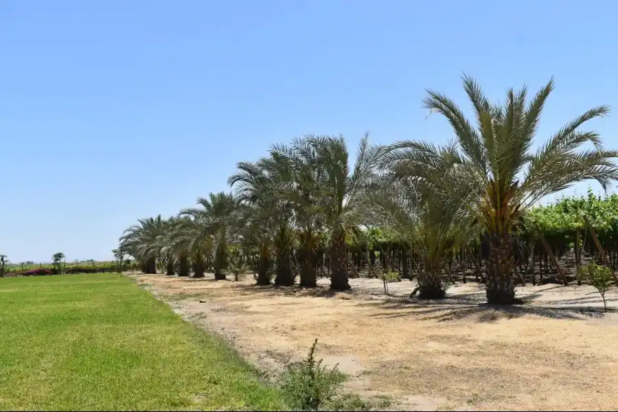 Imagen Bodega San Nicolás - Imagen 5