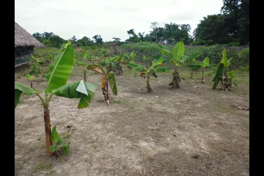 Imagen Comunidad Nativa Ticuna Cushillo Cocha - Imagen 5