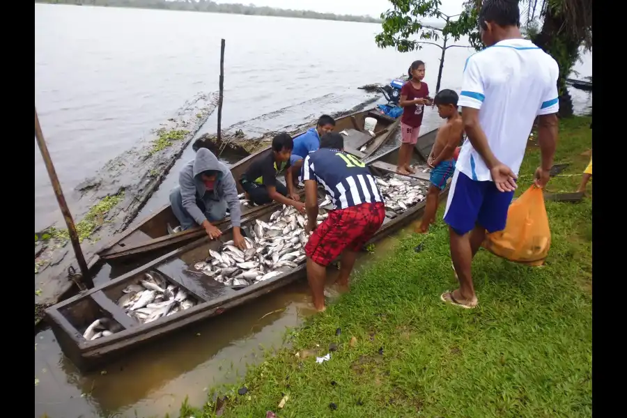 Imagen Comunidad Nativa Ticuna Cushillo Cocha - Imagen 6