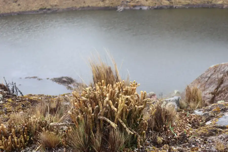 Imagen Laguna De Osccoccocha - Imagen 11