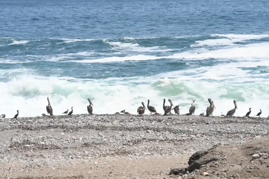 Imagen Playa Piedras Negras - Ilo - Imagen 6