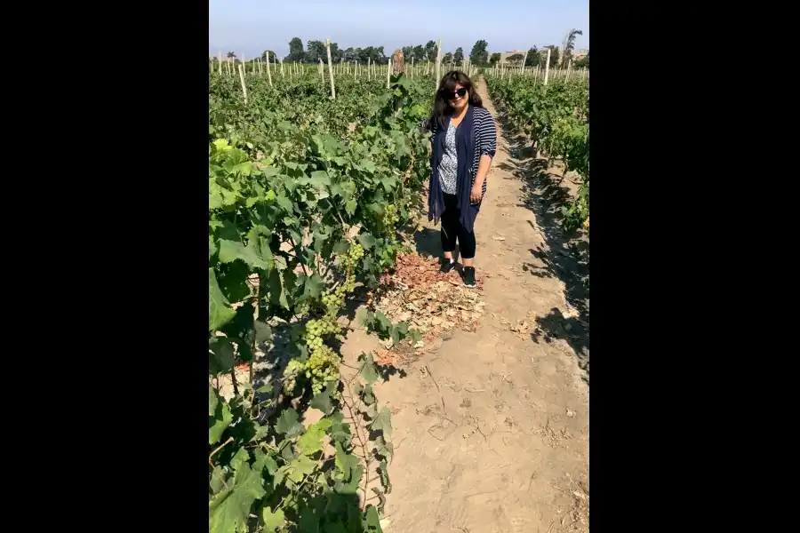 Imagen Bodega De Vinos Y Piscos Vivanco - Imagen 3