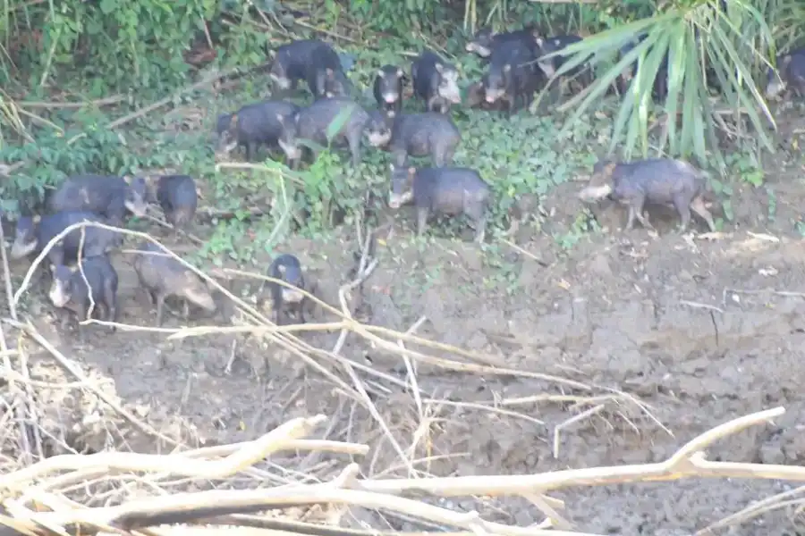 Imagen Collpa De Tapir - Tambo Senke - Imagen 1