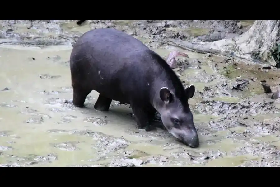 Imagen Collpa De Tapir - Tambo Senke - Imagen 3