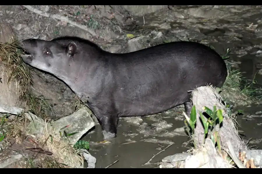 Imagen Collpa De Tapir - Tambo Senke - Imagen 4