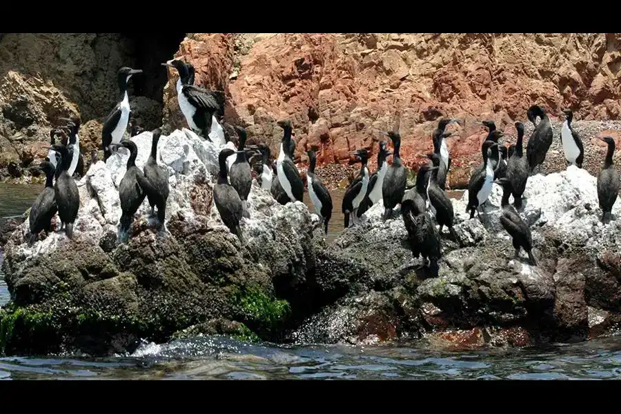 Imagen Reserva Nacional De Paracas - Imagen 7