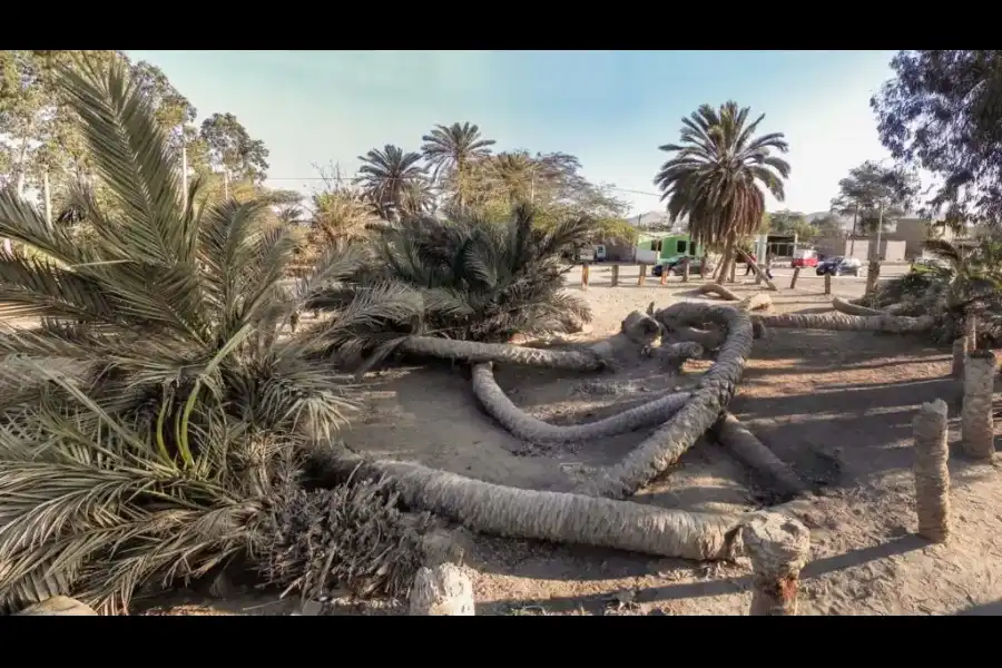 Imagen Leyenda La Palmera De Siete Cabezas - Imagen 1