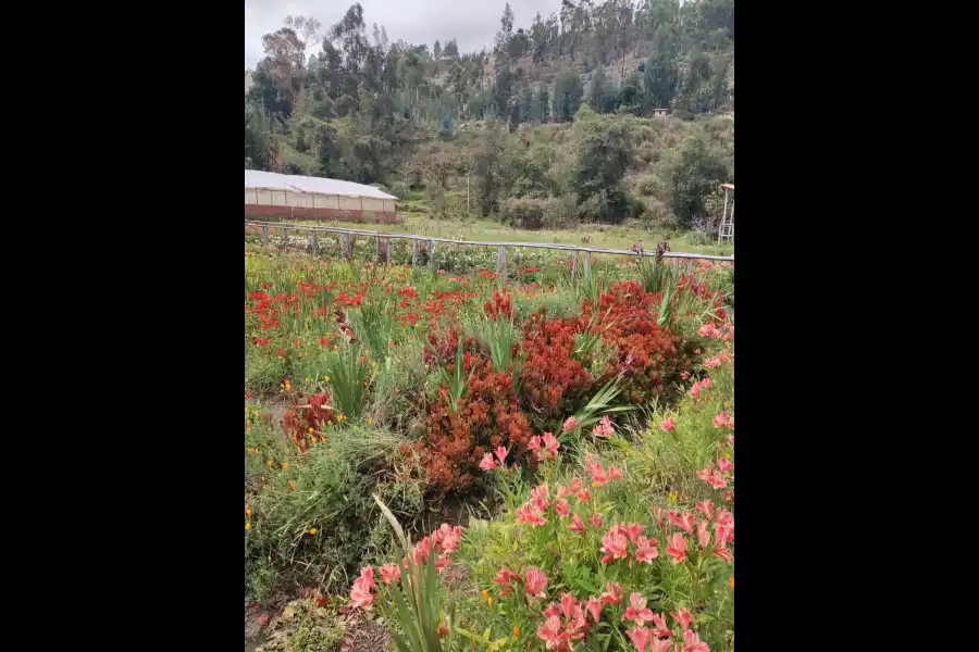 Imagen Centro Ecológico De Huanchac - Huari. - Imagen 9