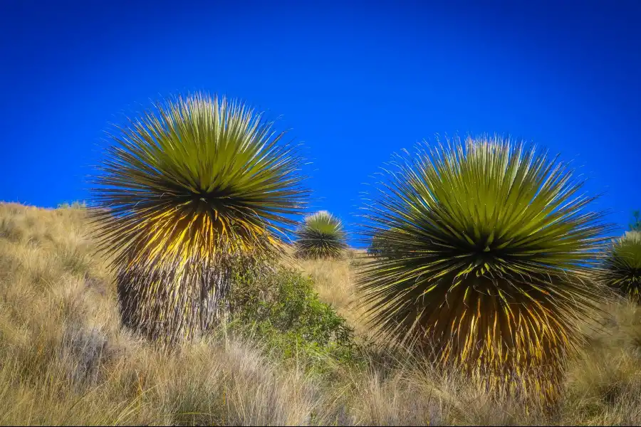 Imagen Reserva, Puyas De Raimondi En Tarhuiyocc - Imagen 1