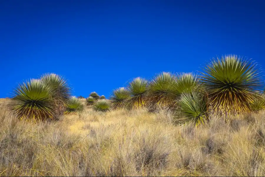 Imagen Reserva, Puyas De Raimondi En Tarhuiyocc - Imagen 3