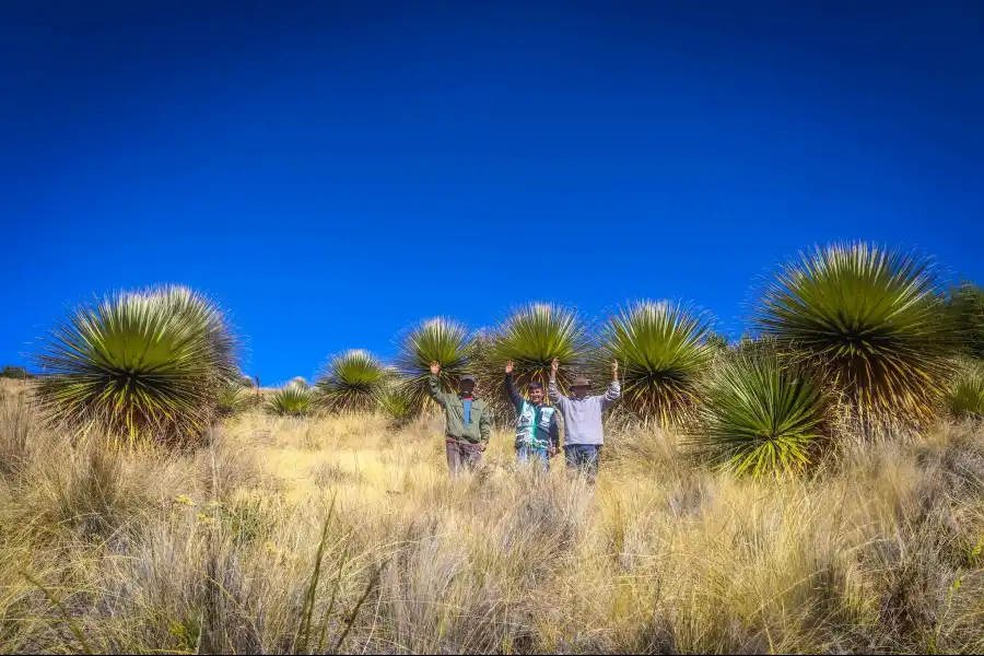 Imagen Reserva, Puyas De Raimondi En Tarhuiyocc - Imagen 4