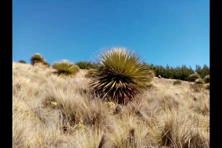 Imagen Reserva, Puyas De Raimondi En Tarhuiyocc - Imagen 5