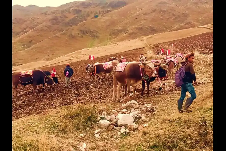 Imagen Festividad La Rayada De San Juan De  Jarpa - Imagen 8