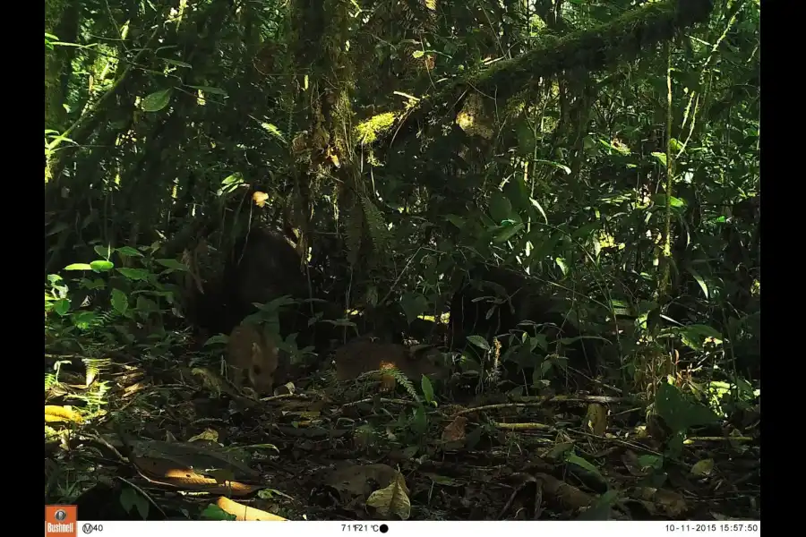 Imagen Santuario Nacional Tabaconas Namballe - Imagen 3