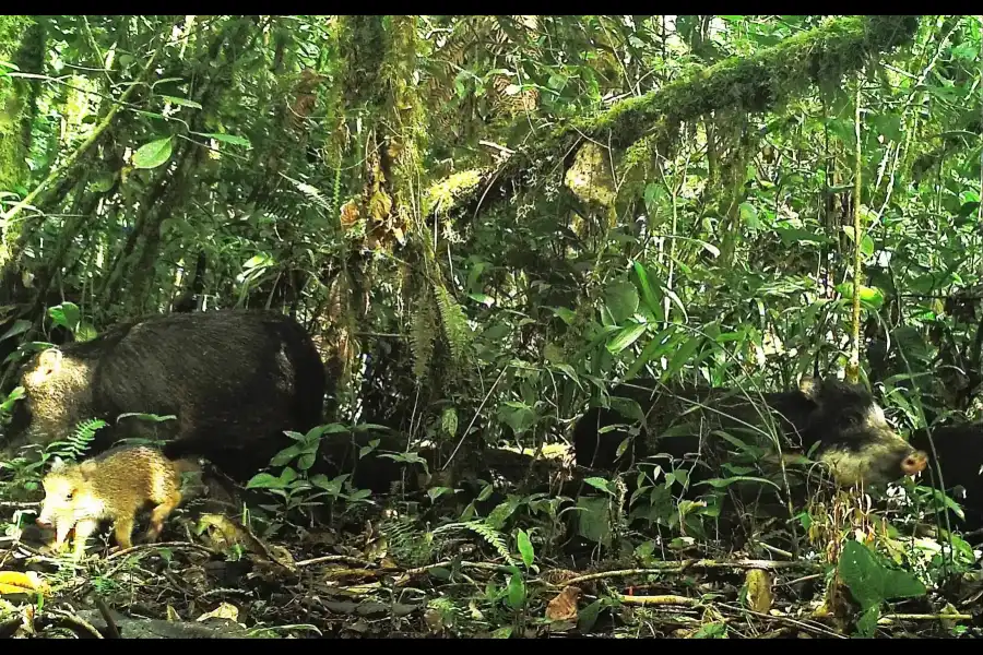 Imagen Santuario Nacional Tabaconas Namballe - Imagen 4