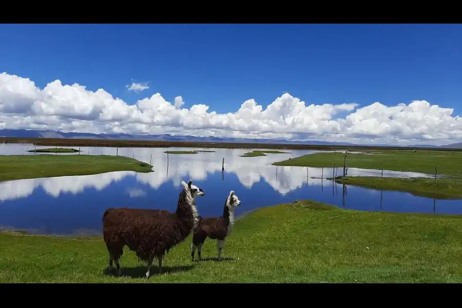 Imagen Reserva Nacional De Junín - Imagen 11