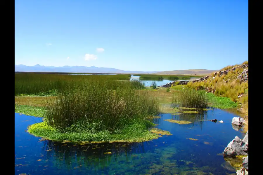 Imagen Reserva Nacional De Junín - Imagen 3