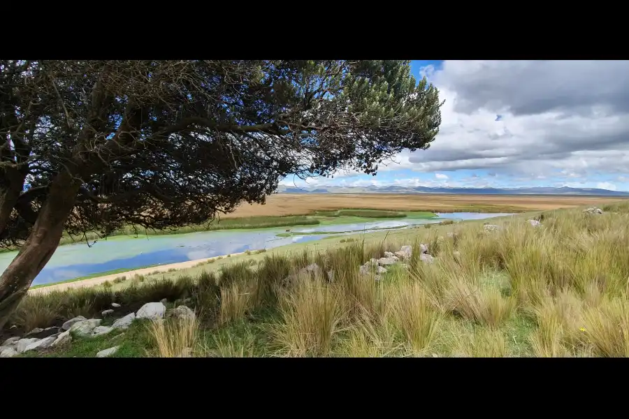 Imagen Reserva Nacional De Junín - Imagen 5