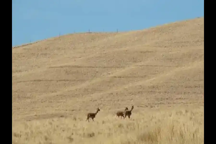 Imagen Reserva De Vicuñas Pumawasi - Imagen 1