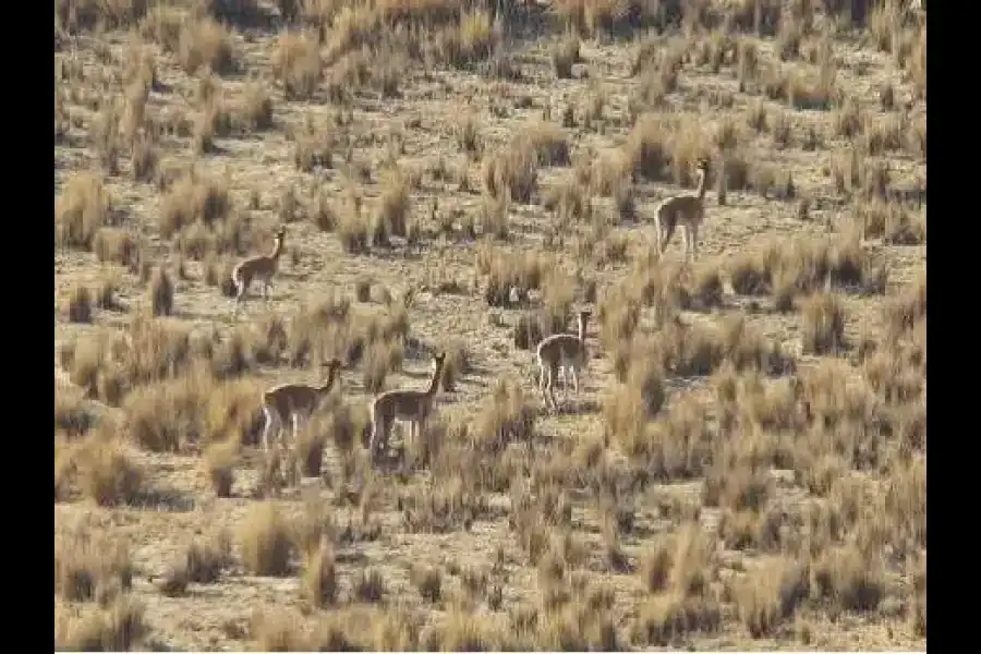 Imagen Reserva De Vicuñas Pumawasi - Imagen 3